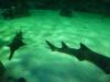 441 - Darling Harbour Aquarium