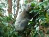 521 - Darling Harbour Zoo