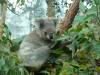 523 - Darling Harbour Zoo