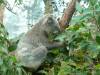 524 - Darling Harbour Zoo