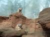 526 - Darling Harbour Zoo