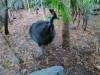 531 - Darling Harbour Zoo