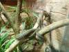 540 - Darling Harbour Zoo