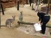 548 - Darling Harbour Zoo