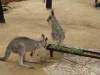 550 - Darling Harbour Zoo