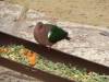 552 - Darling Harbour Zoo