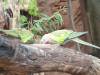 555 - Darling Harbour Zoo