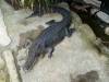 561 - Darling Harbour Zoo