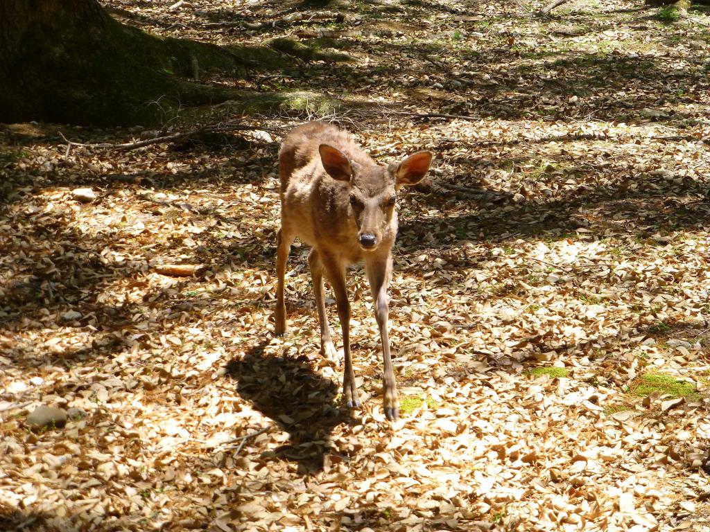 2137 - Day04 Nara