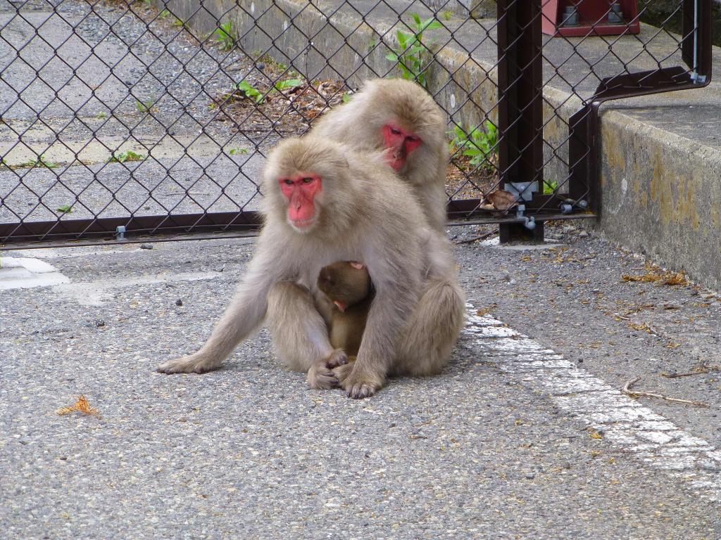 4084 - Day12 Nikko