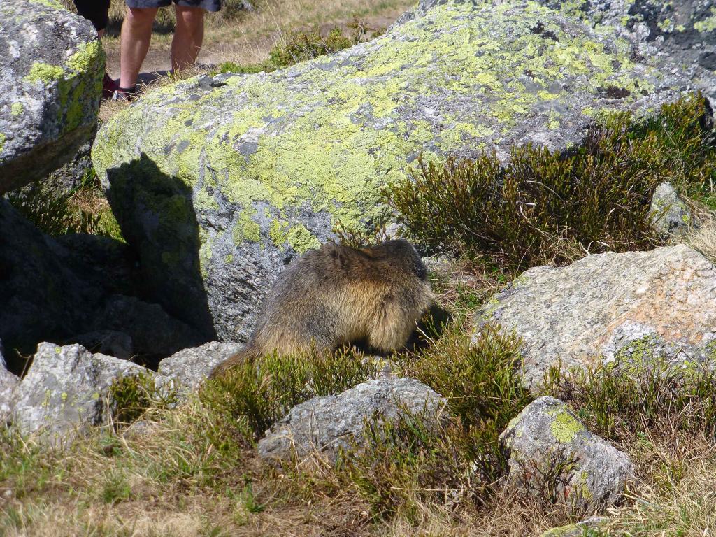 1197 - 20130618 Chamonix