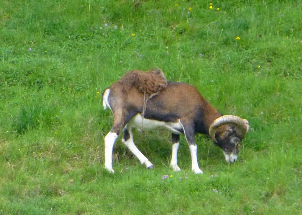 1723 - 20130619 Chamonix