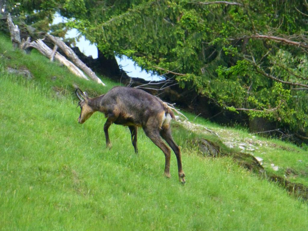 1744 - 20130619 Chamonix