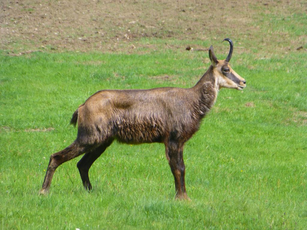 1774 - 20130619 Chamonix