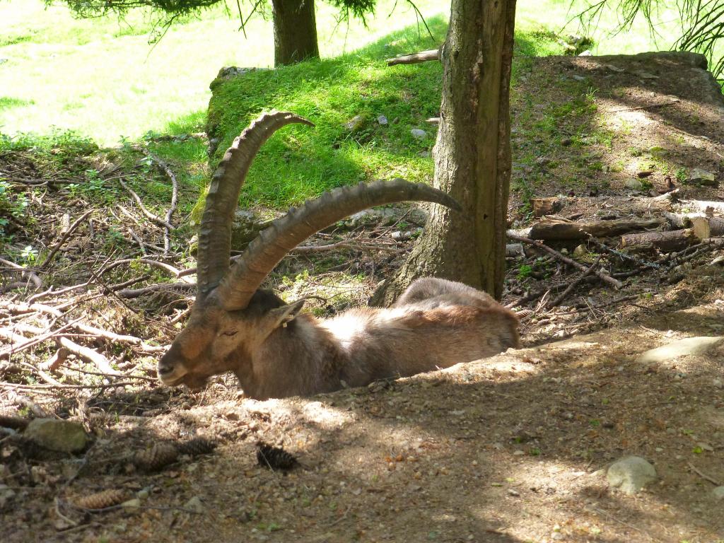 1807 - 20130619 Chamonix