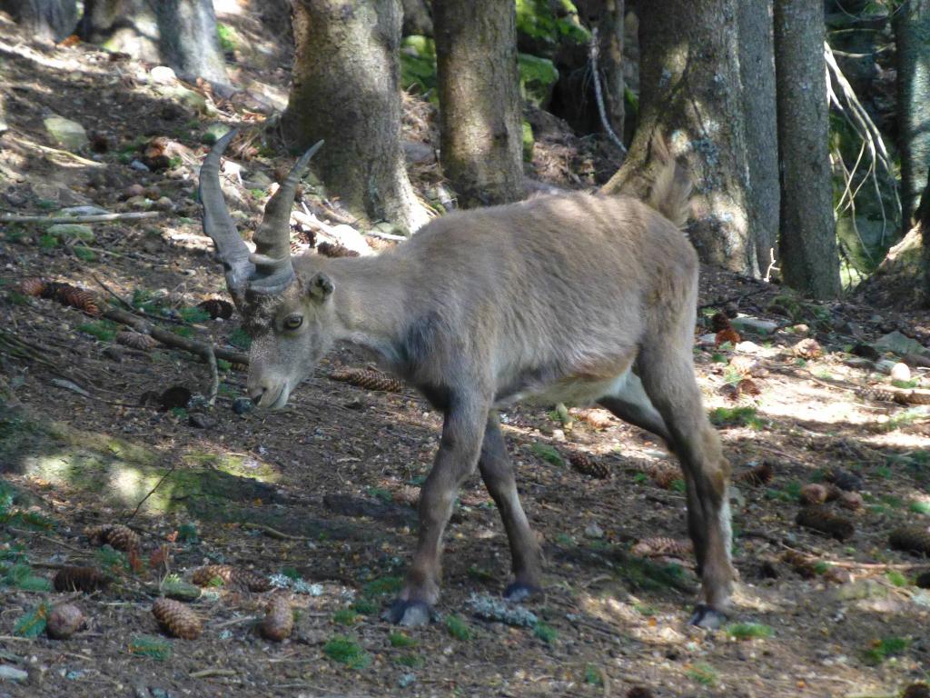 1810 - 20130619 Chamonix