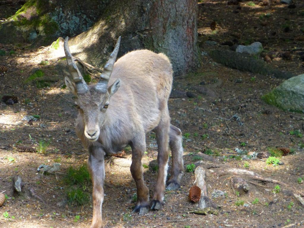 1812 - 20130619 Chamonix