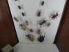 528 - Insectarium