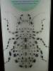 533 - Insectarium