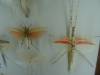 536 - Insectarium