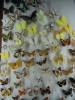 538 - Insectarium