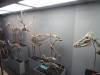 5232 - Natural History