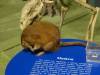 5236 - Natural History