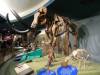 5237 - Natural History
