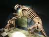 5239 - Natural History