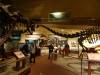 5241 - Natural History