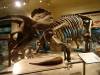 5242 - Natural History