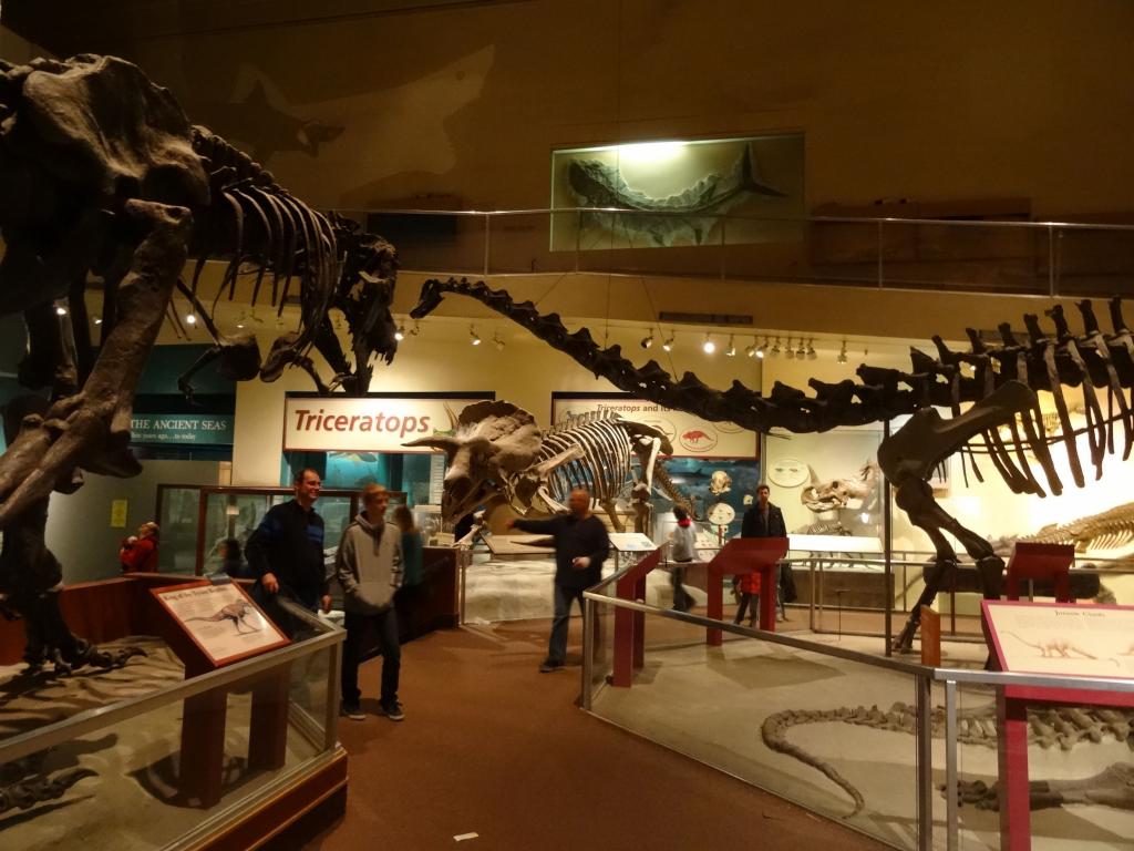 5241 - Natural History