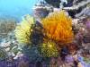 Album: Dive1-3 Black Reef
