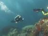 Album: Dive7-1 Four Kings
