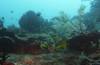 Album: Dive7-2 Netune Fan Sea
