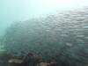 Album: Dive9-2 Arborek