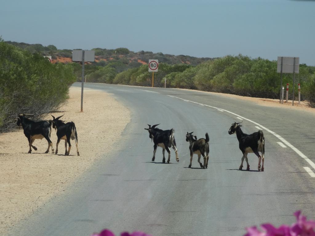 280 - Monkey Mia Shark Bay