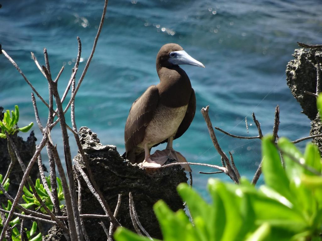 329 - 20140111 Xmas Island