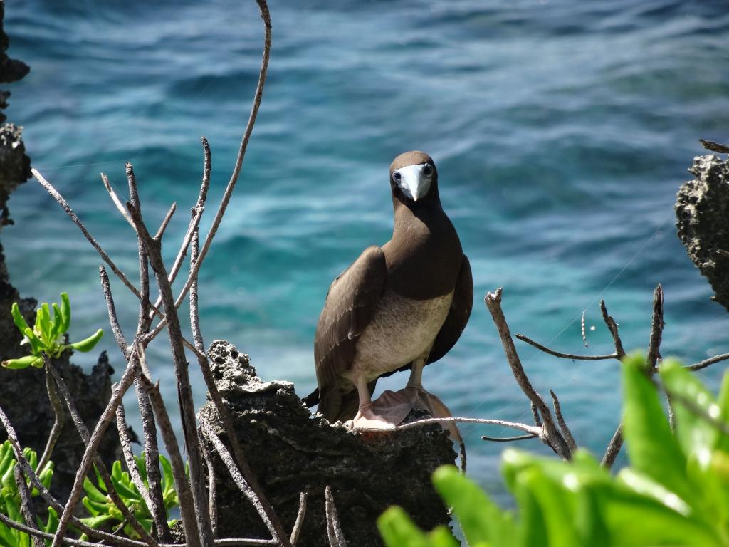 330 - 20140111 Xmas Island