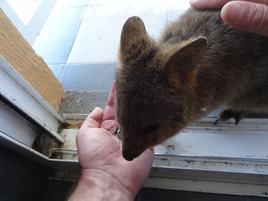 115 - 20140117 Rottnest Island