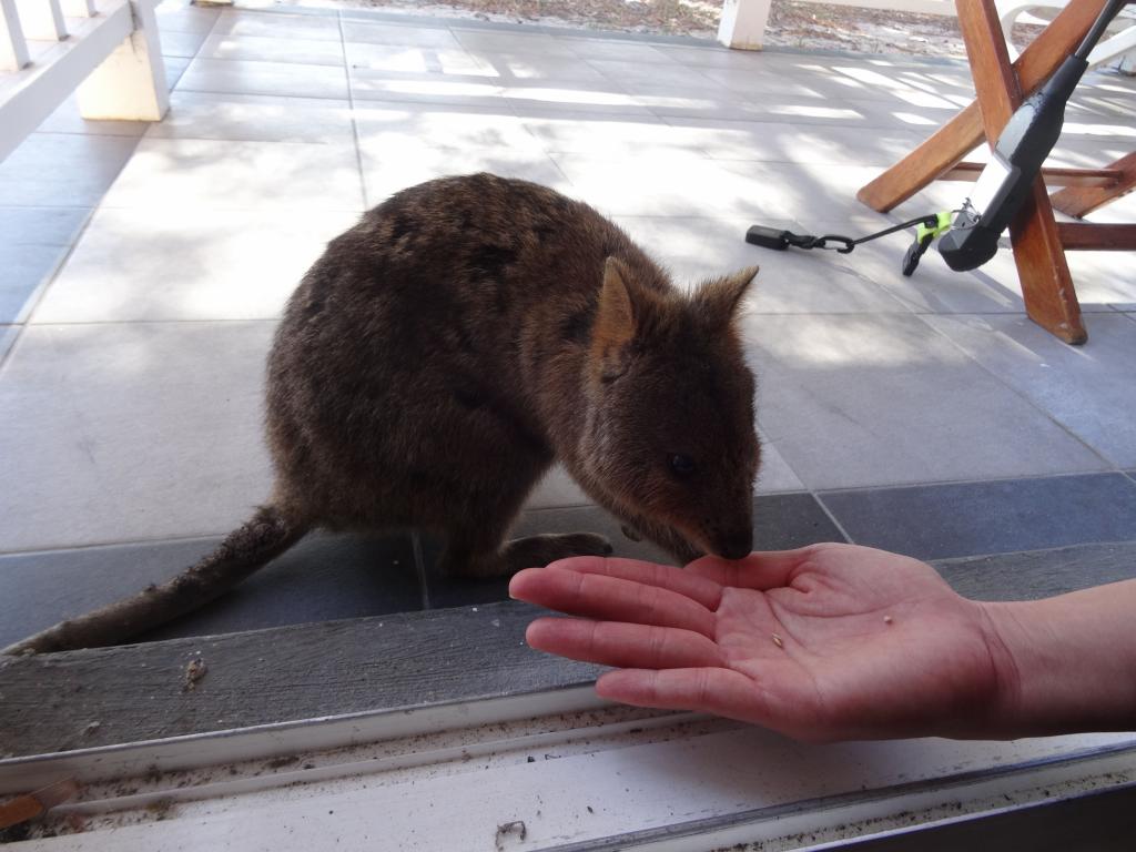 125 - 20140117 Rottnest Island