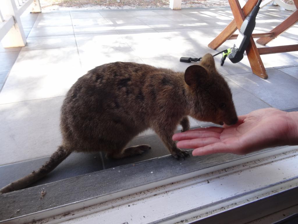 126 - 20140117 Rottnest Island