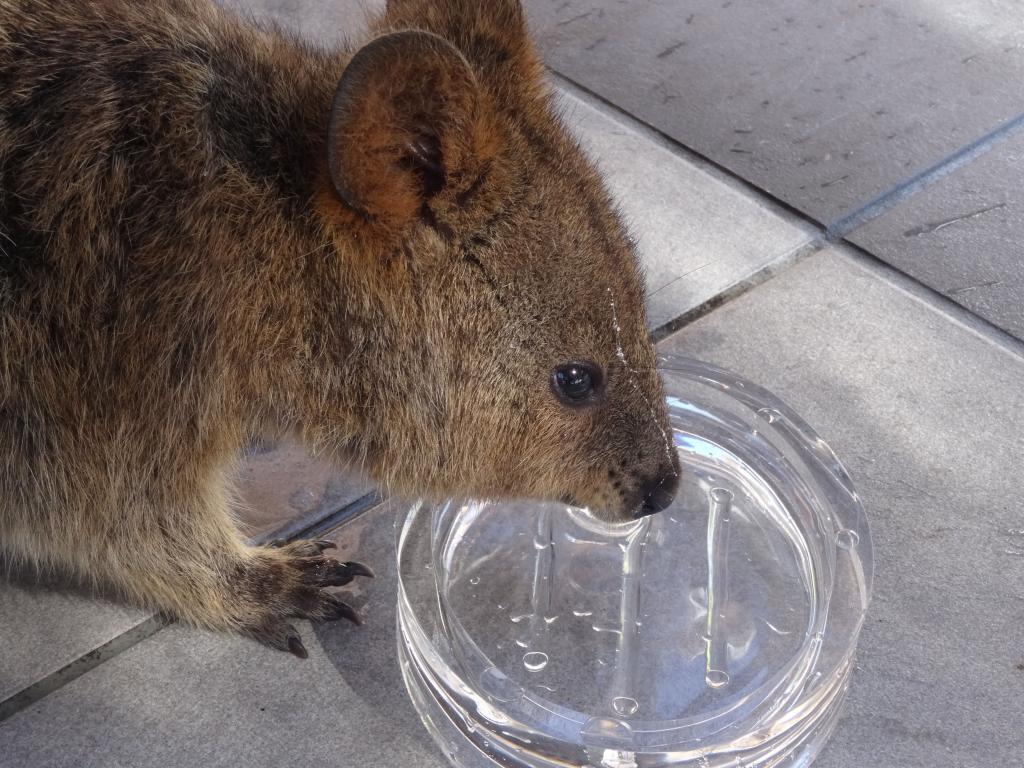 133 - 20140117 Rottnest Island