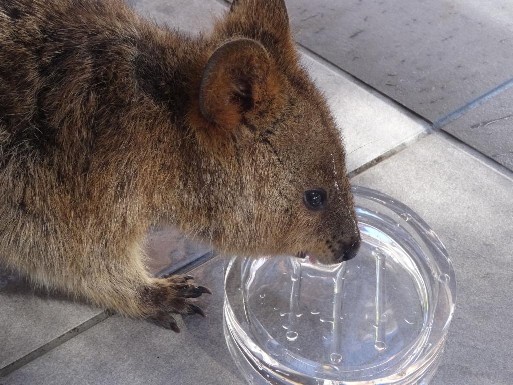 135 - 20140117 Rottnest Island