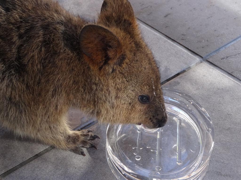 137 - 20140117 Rottnest Island