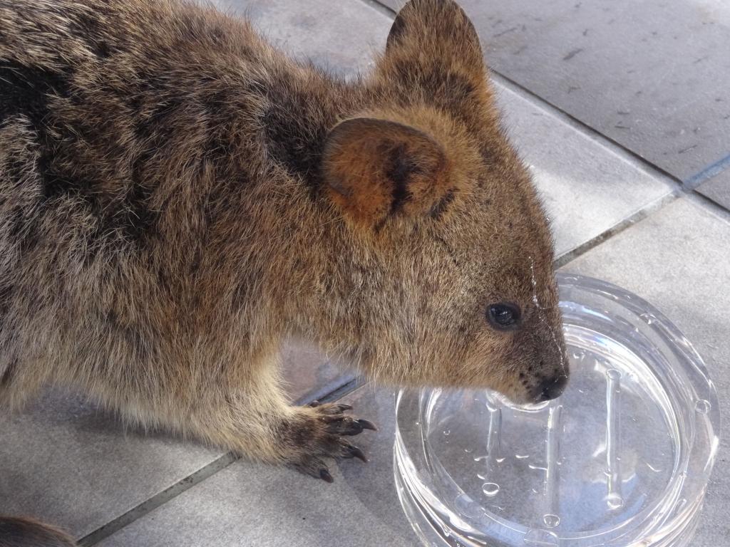 139 - 20140117 Rottnest Island