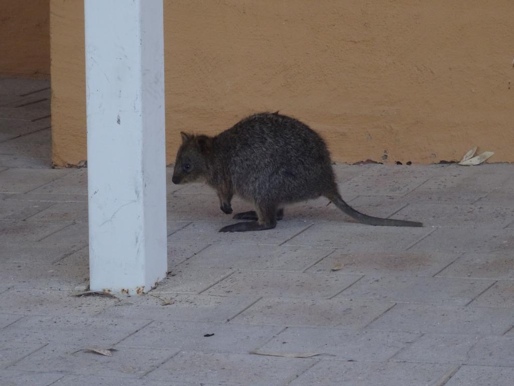 159 - 20140117 Rottnest Island