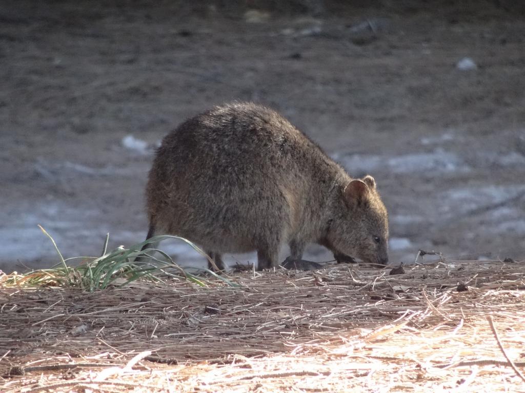 162 - 20140117 Rottnest Island