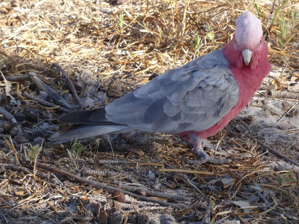 165 - 20140117 Rottnest Island