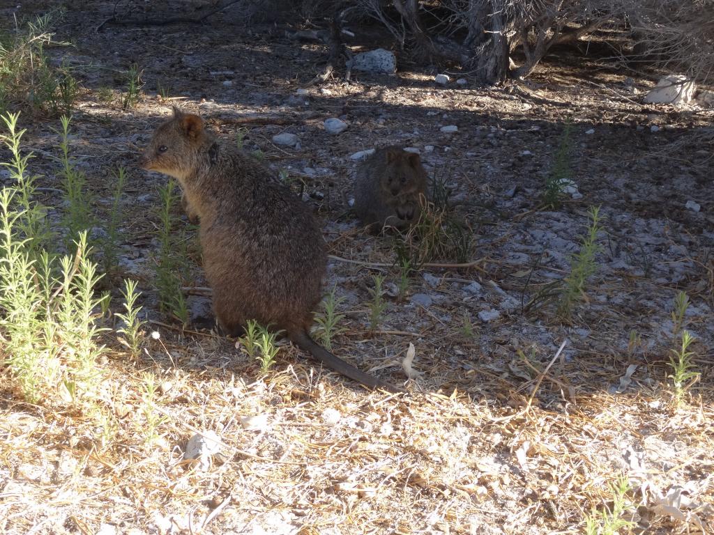 167 - 20140117 Rottnest Island